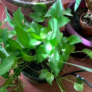 Meet your Posher, Chantyle